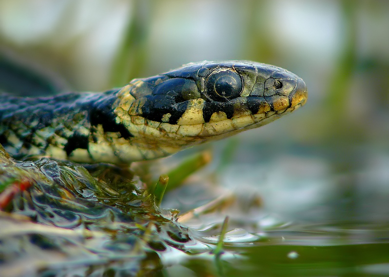 Grass Snake