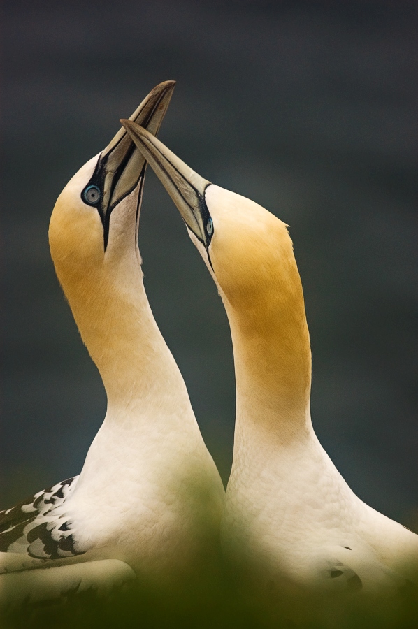 Northern Gannet