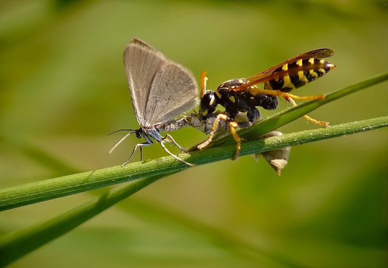 Tree Wasp