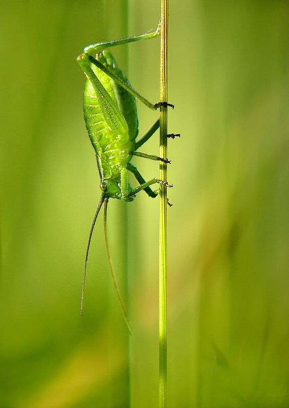Small Green Bush-cricket