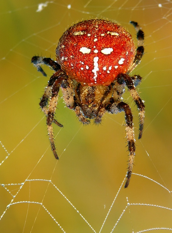 Four Spot Orb Weaver
