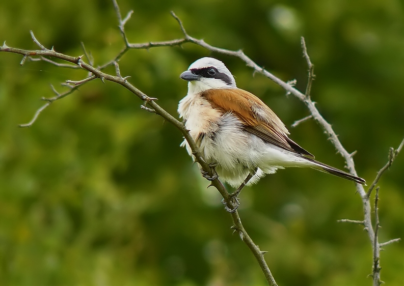 Red-backed Shrike