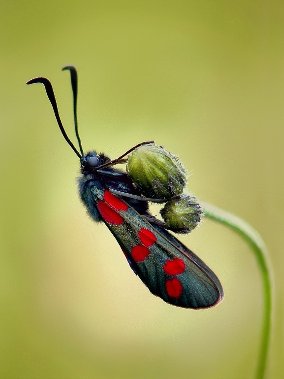 Six-spot Blue