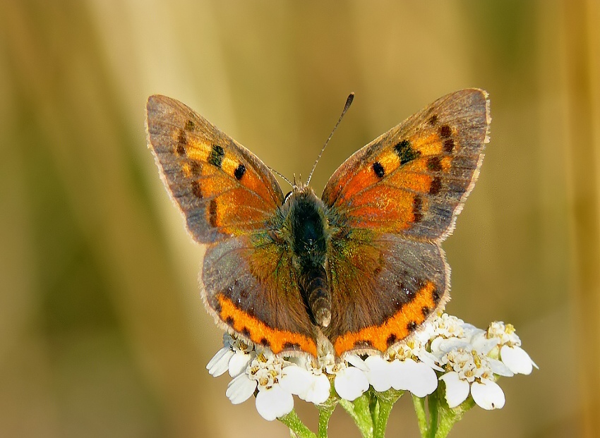 Small Copper