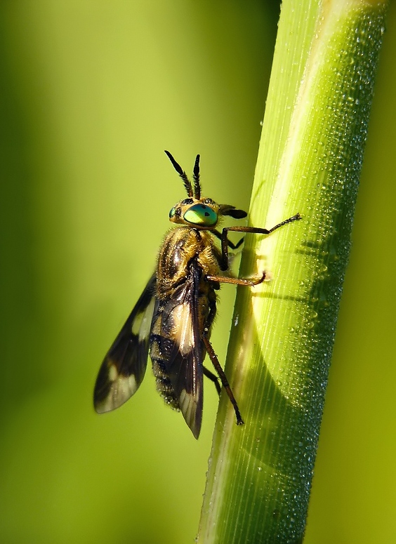 Twin-lobed deerfly