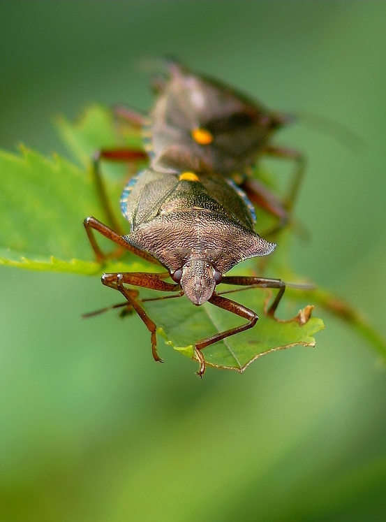 Forest Bug