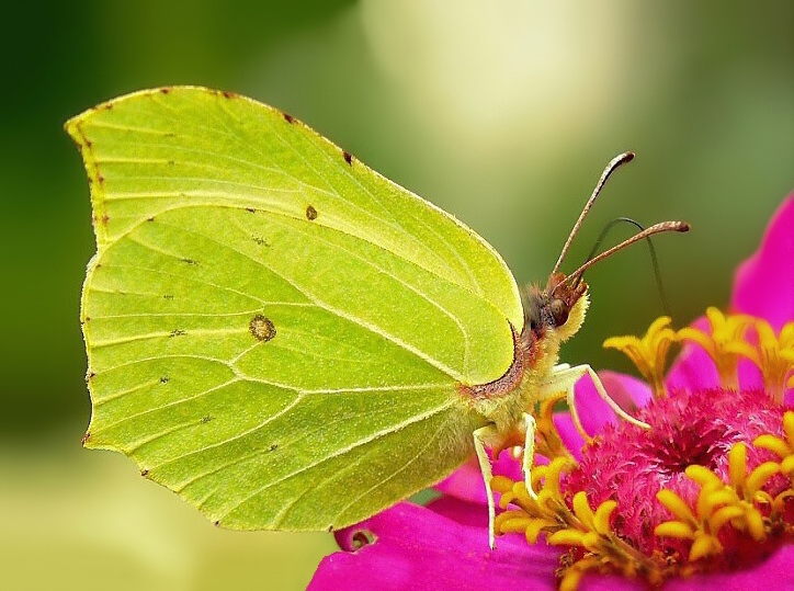 Brimstone