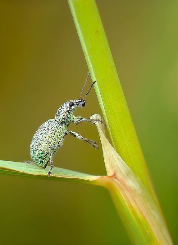 Green Nettle Weevil