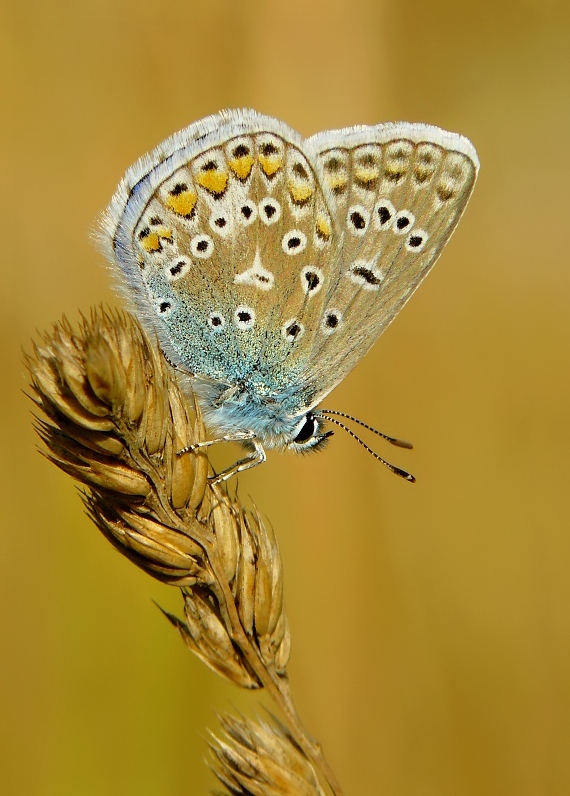 Common Blue