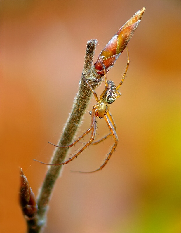 Autumn spider