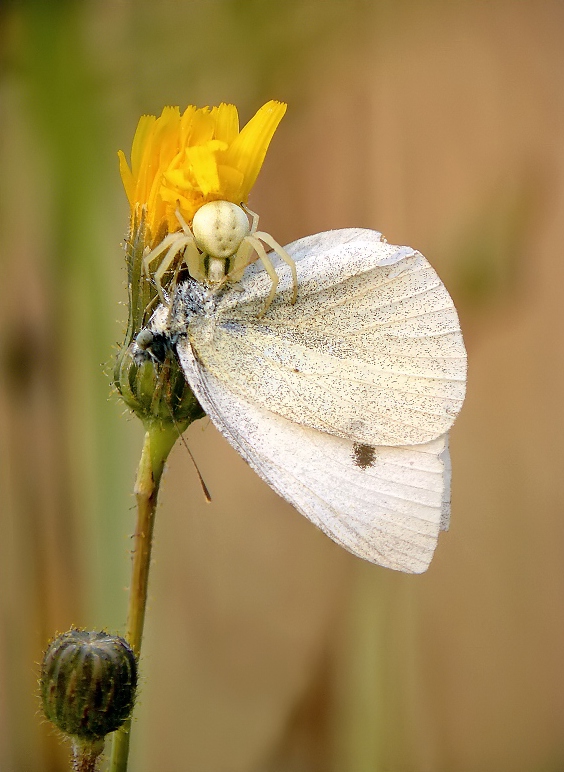 Crab Spider
