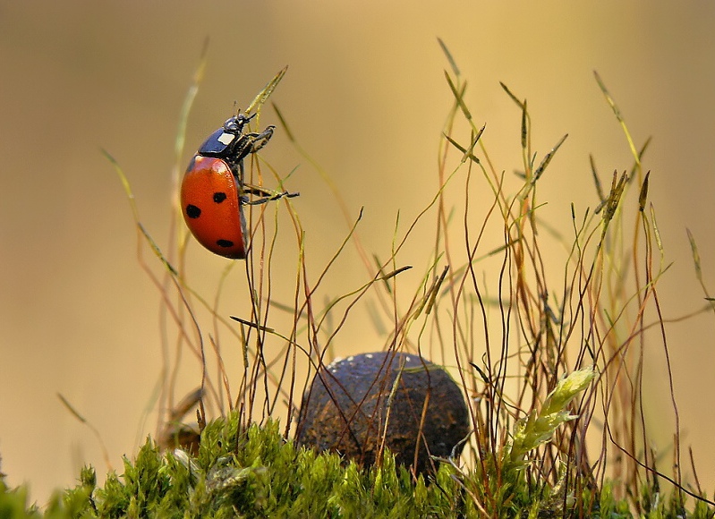 7-spot Ladybird