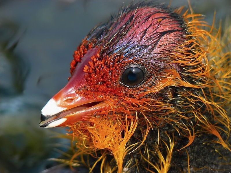 Eurasian Coot