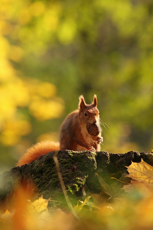 Squirrel