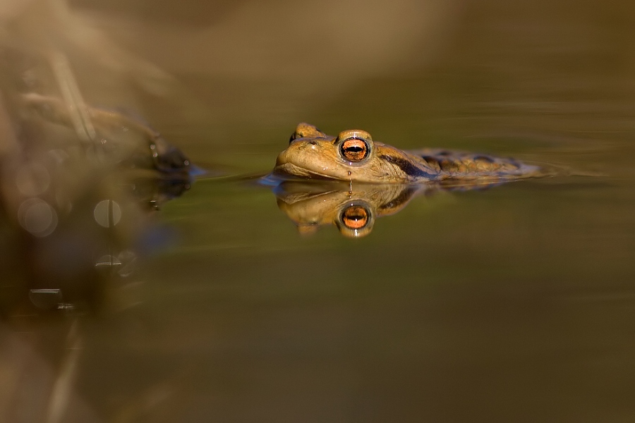 Common European Toad