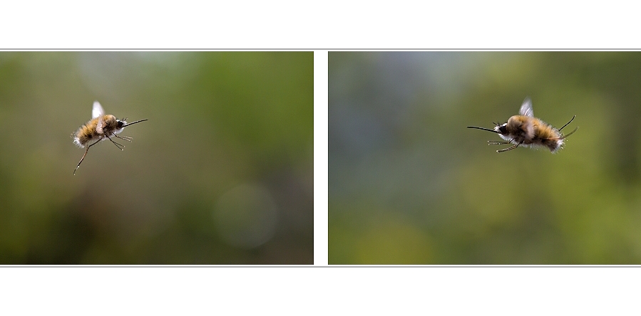 Greater Bee Fly