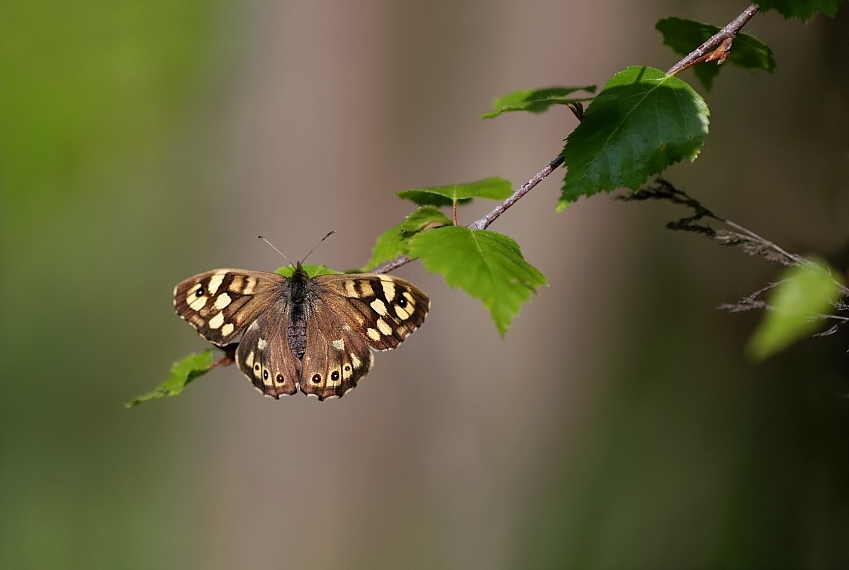 Speckled Wood