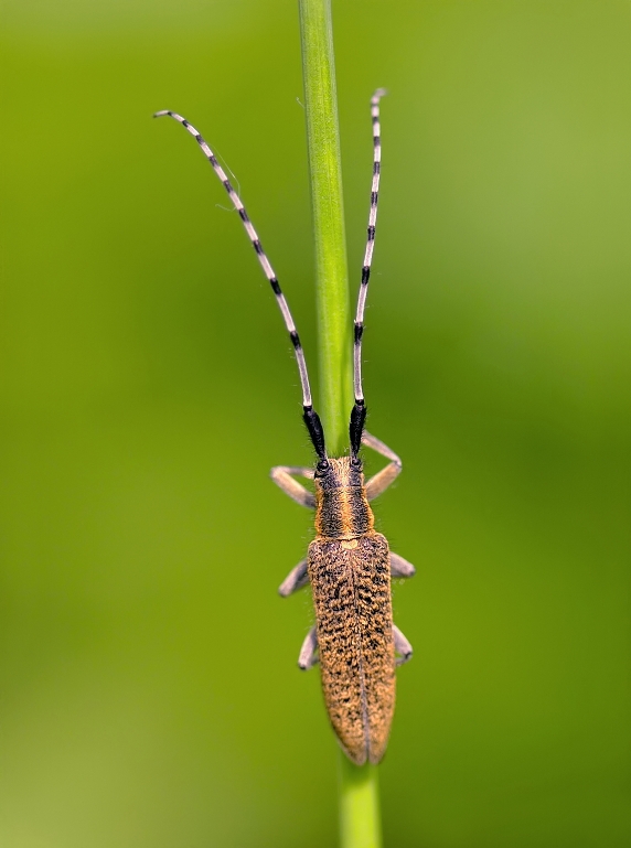 Golden-bloomed Grey Longhorn