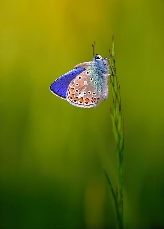 Common Blue