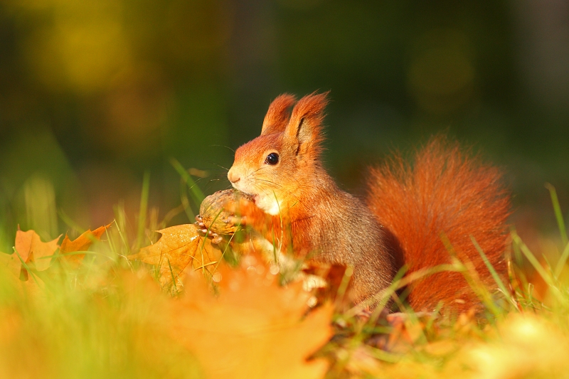 Squirrel