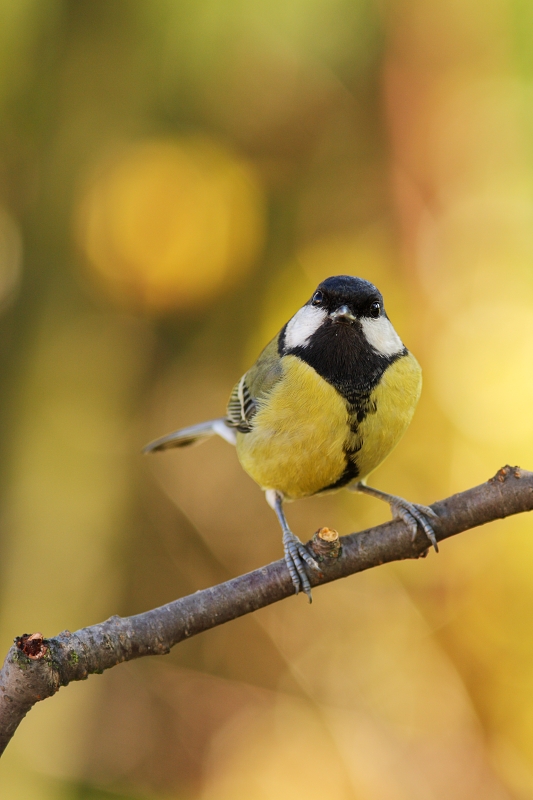 Great tit