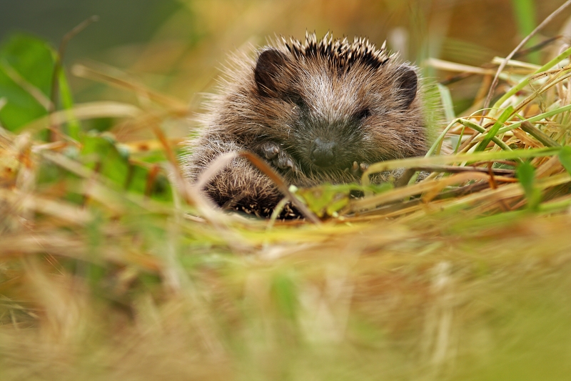Western hedgehog 