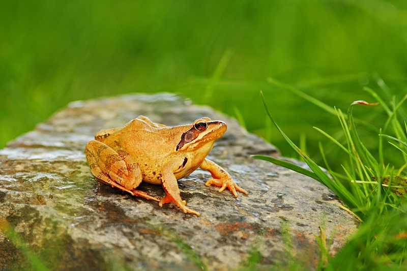 Grass-frog