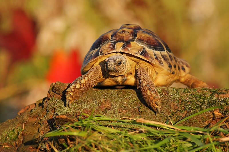 Turtle