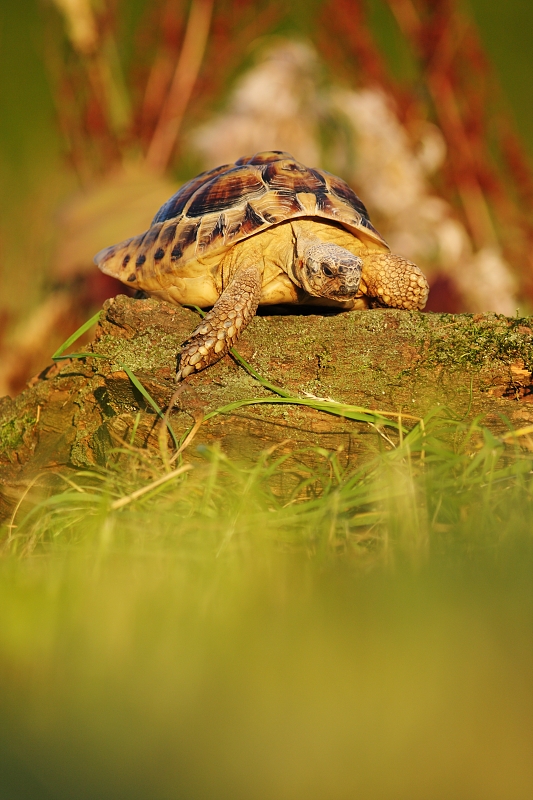 Turtle