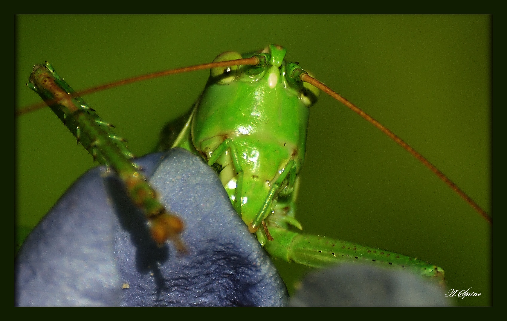 grass-hopper