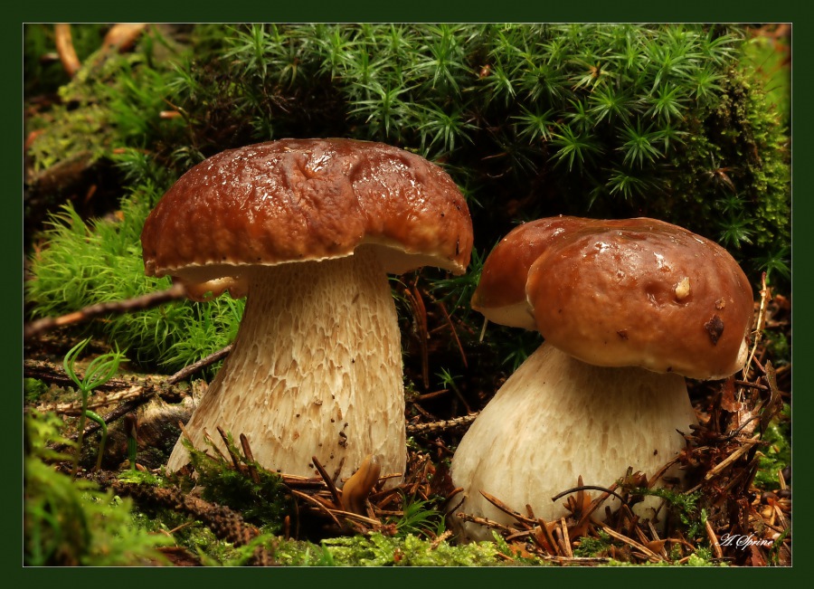 king boletus