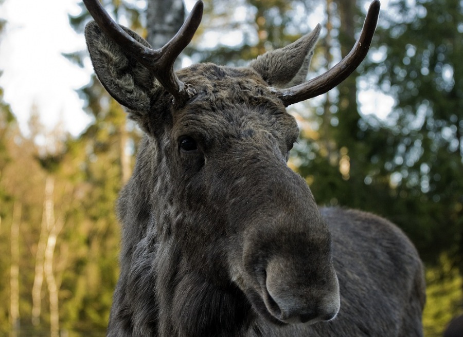European elk