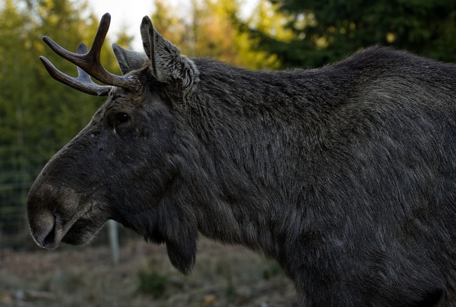 European Elk 3