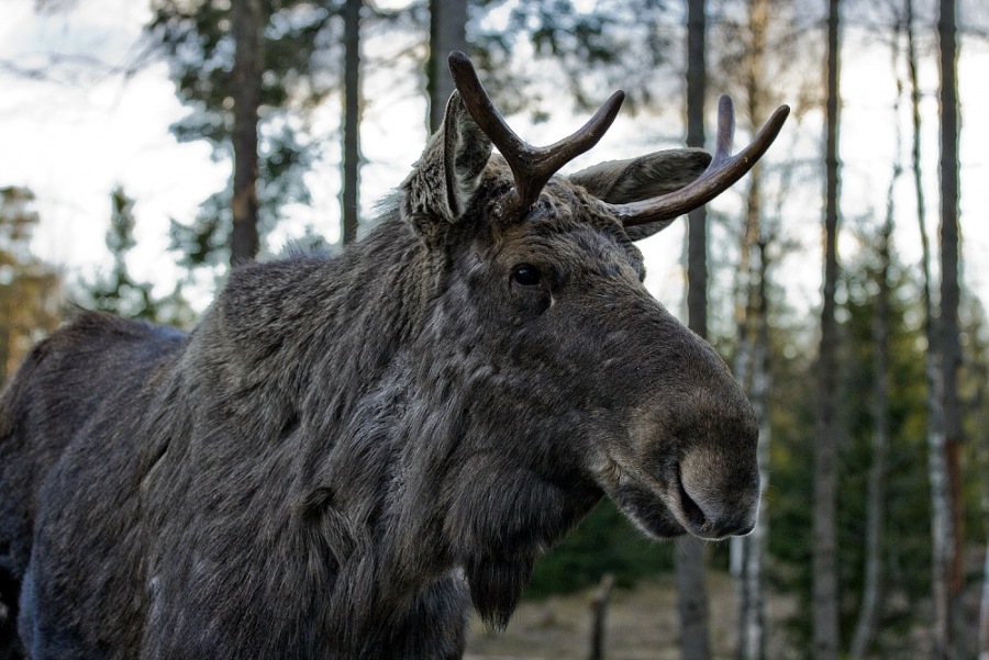 European Elk 4