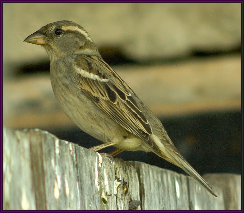 House Sparrow 