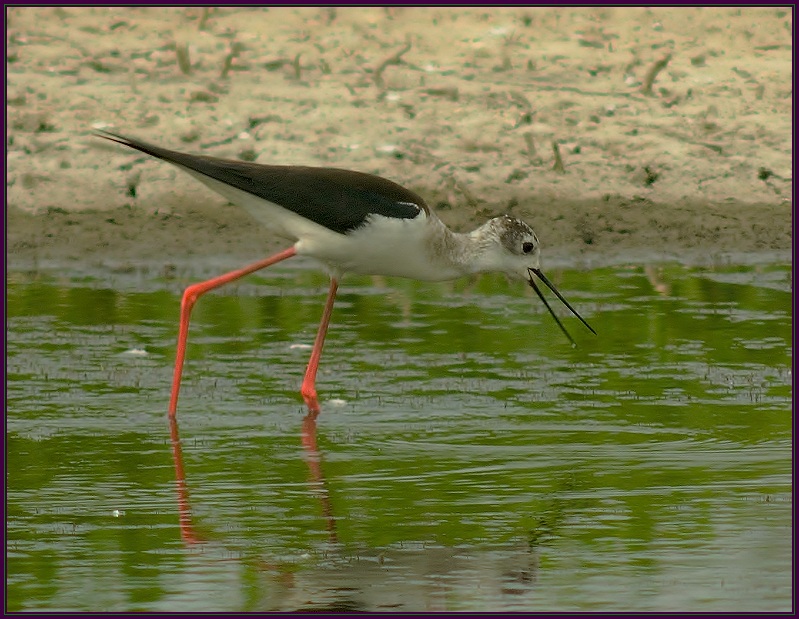 Pisila longshanks 