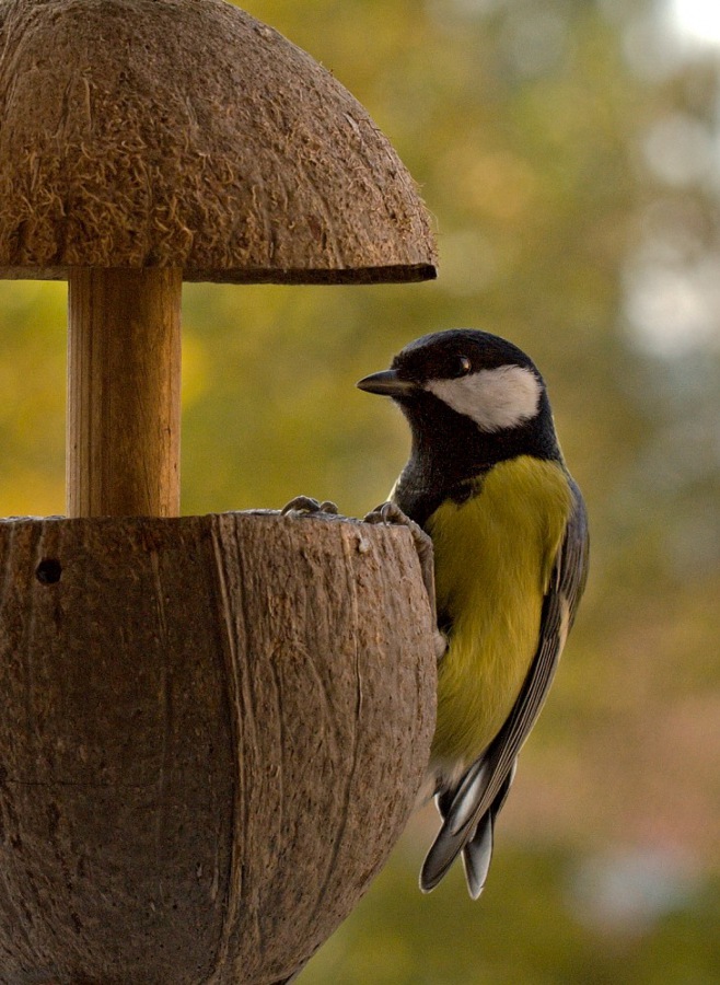 great titmouse 