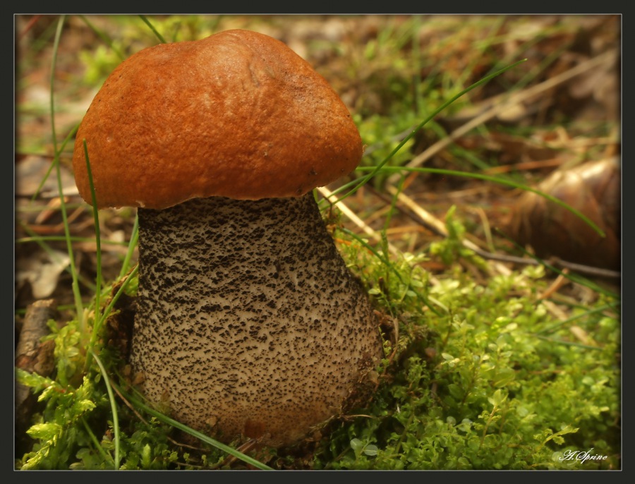 orange-cap boletus