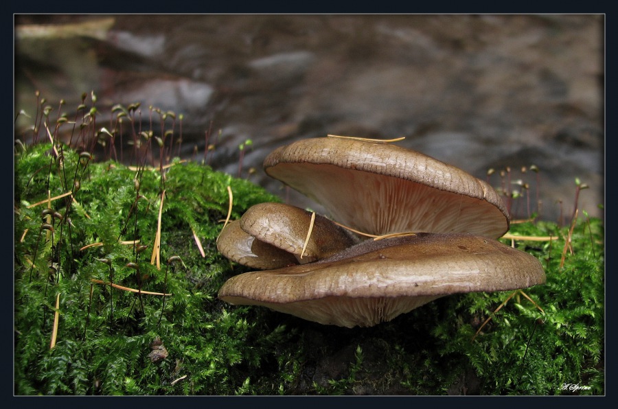 fungi