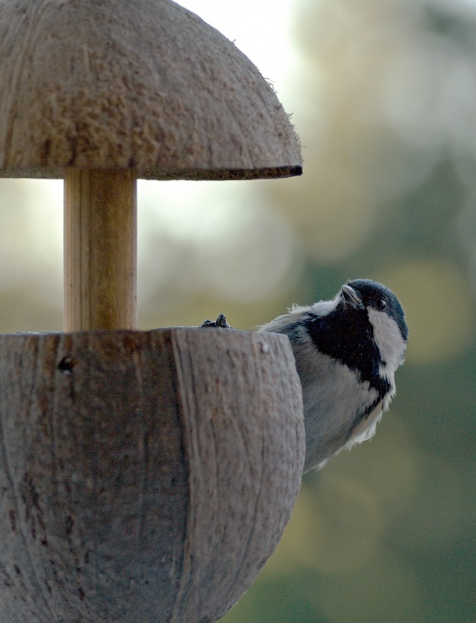 Cole-tit