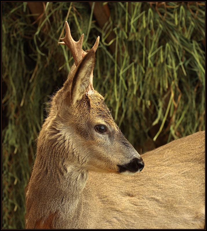 Deer