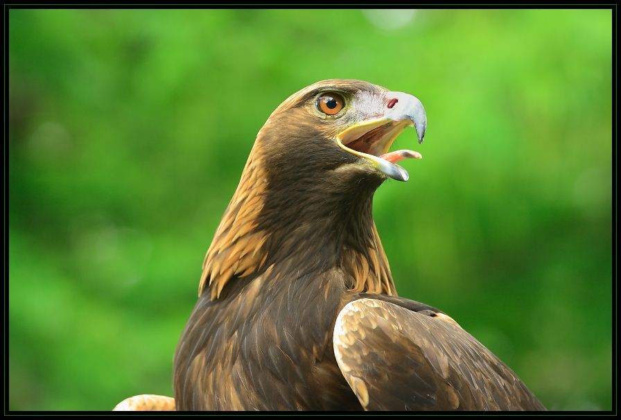 Golden Eagle
