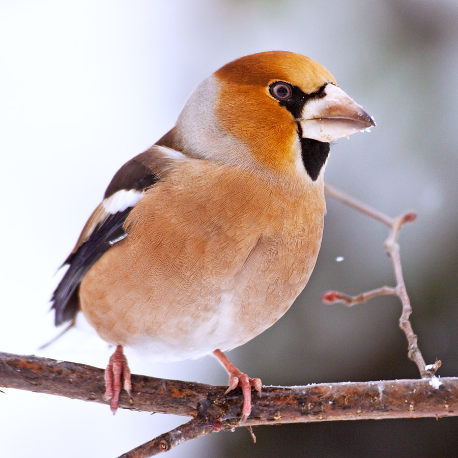 Hawfinch