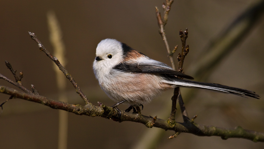 Long-tailed Tit