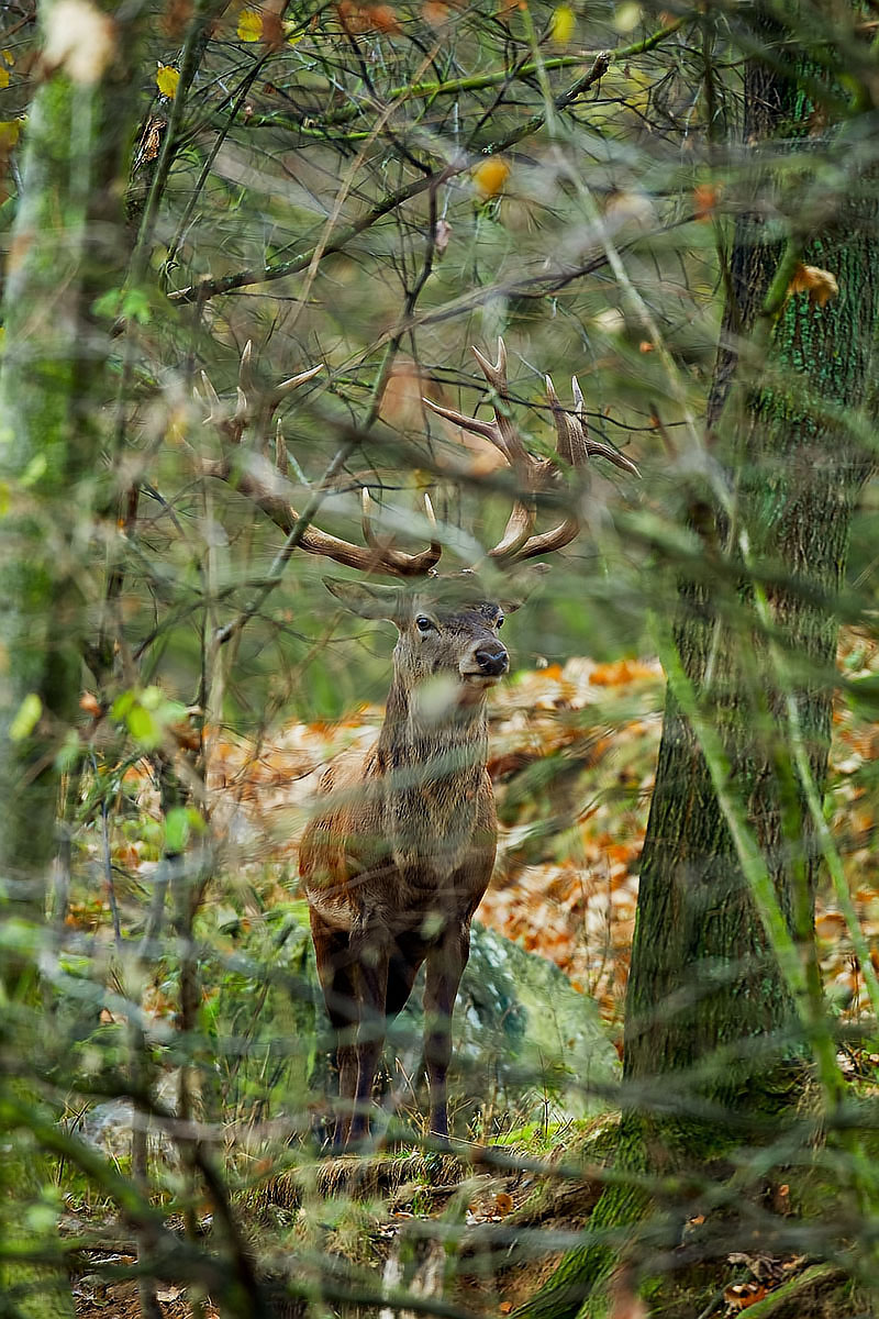 Red Deer