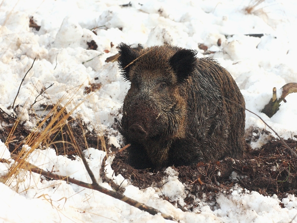 Wild boar
