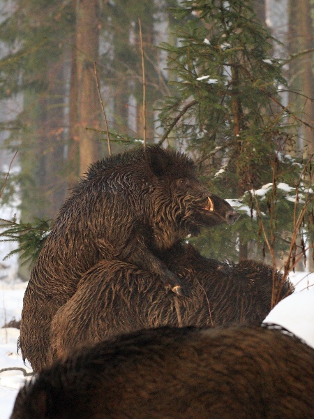 Wild boar