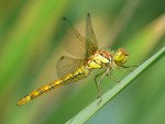 Vážka rudá /Sympetrum sanguineum/