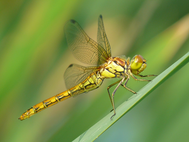 Ruddy Darter