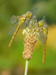Vážka rudá /Sympetrum sanguineum/